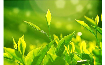 茶葉WWW.午夜福利视频溯源係統具有哪些優勢價值?