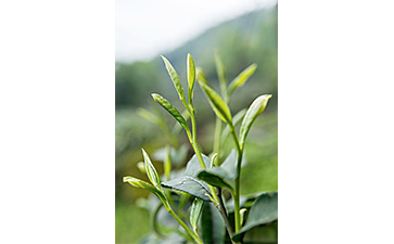 茶葉二維碼WWW.午夜福利视频標簽可以帶來哪些優勢價值已經特點?